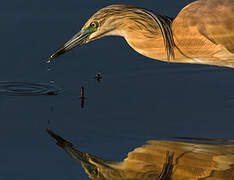 Squacco Heron