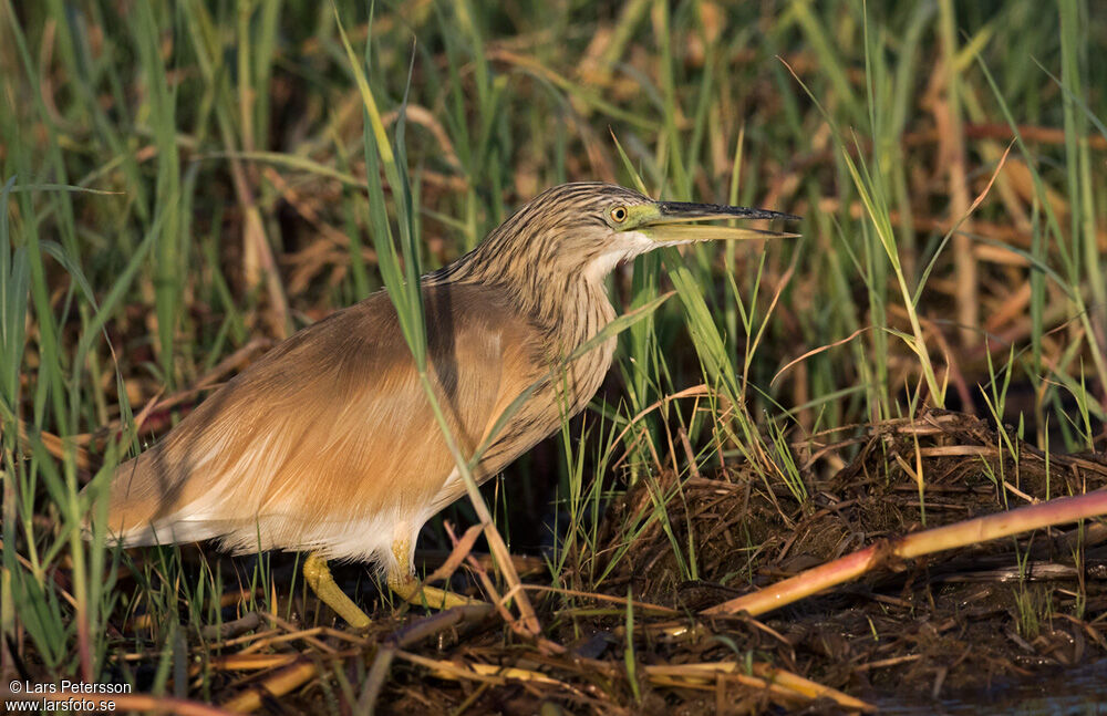 Squacco Heron