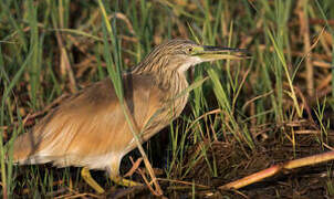 Squacco Heron