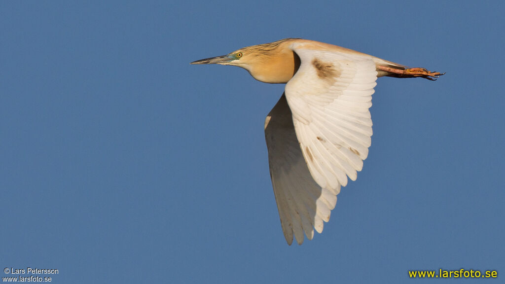 Squacco Heron