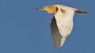 Squacco Heron