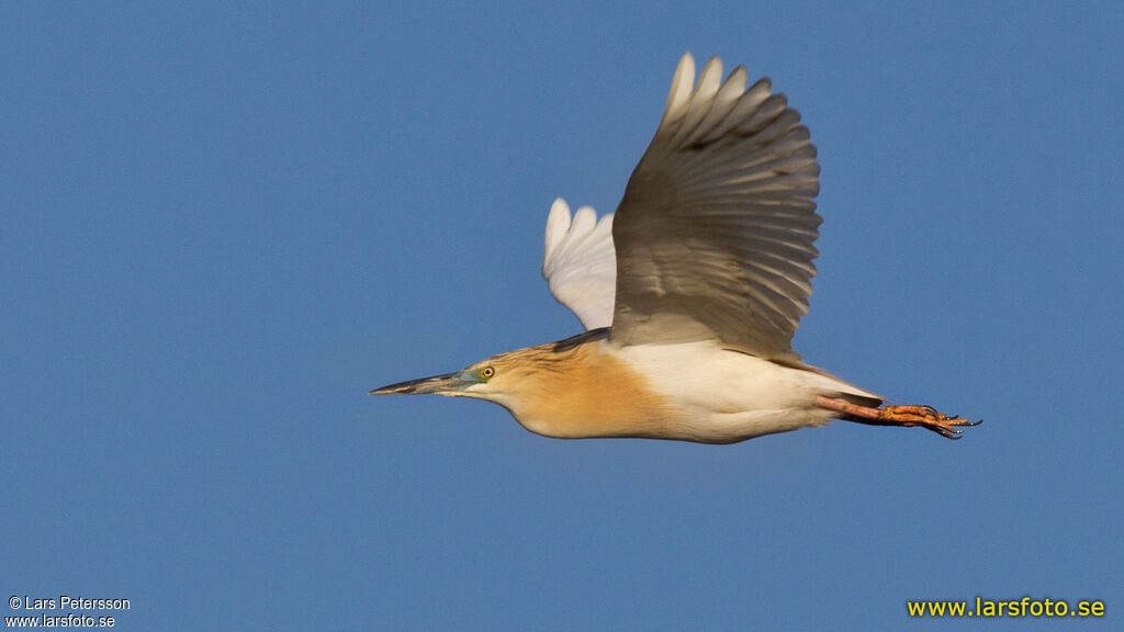 Squacco Heron