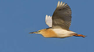 Squacco Heron