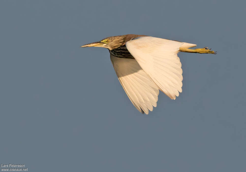 Chinese Pond HeronFirst year, Flight