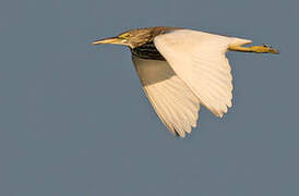 Chinese Pond Heron