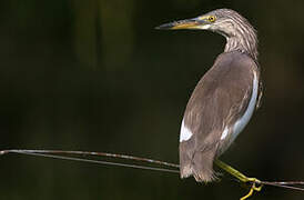 Indian Pond Heron