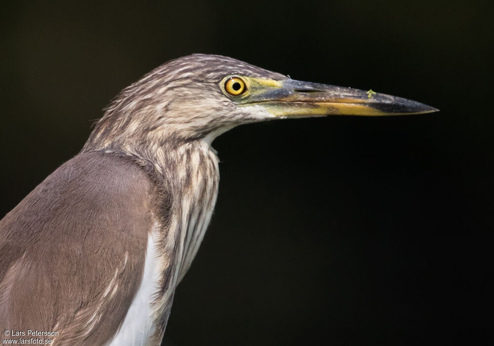 Indian Pond Heron