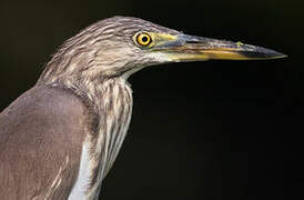 Indian Pond Heron