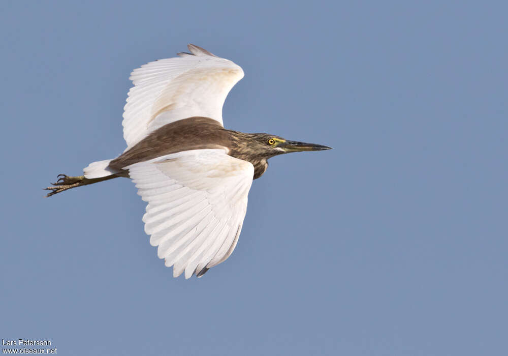 Indian Pond HeronSecond year, Flight