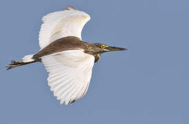 Indian Pond Heron