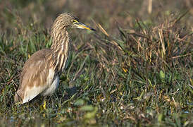 Indian Pond Heron