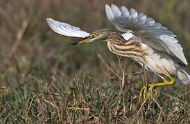 Indian Pond Heron