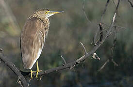 Indian Pond Heron