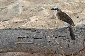 Bare-cheeked Babbler