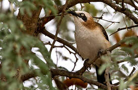 Bare-cheeked Babbler