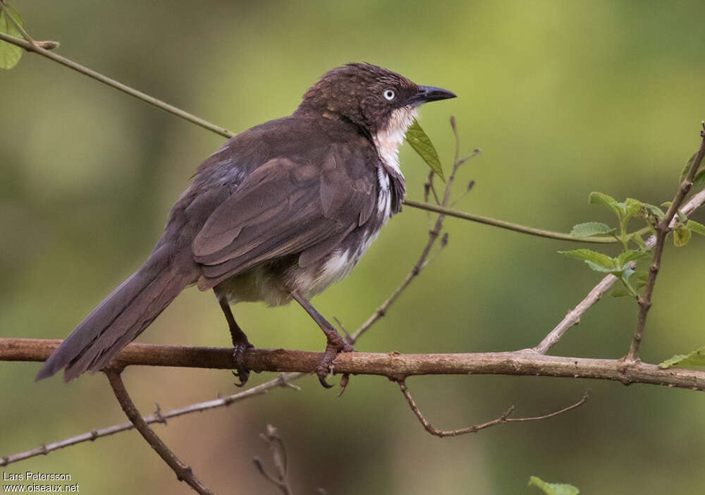 Northern Pied Babbleradult, identification