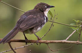 Northern Pied Babbler