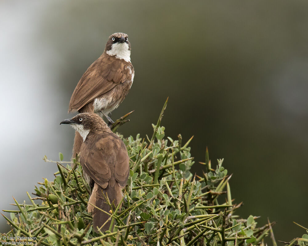 Northern Pied Babbler