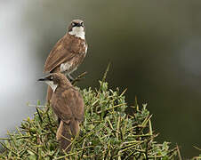 Northern Pied Babbler