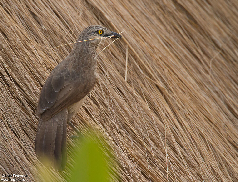 Cratérope brun