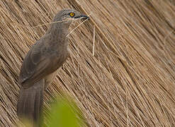 Brown Babbler