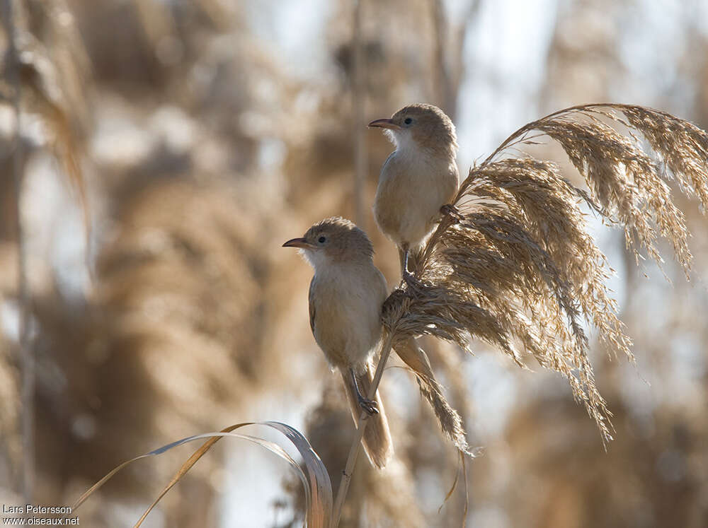 Iraq Babbleradult, habitat, pigmentation