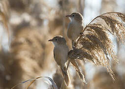 Iraq Babbler