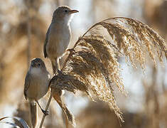 Iraq Babbler