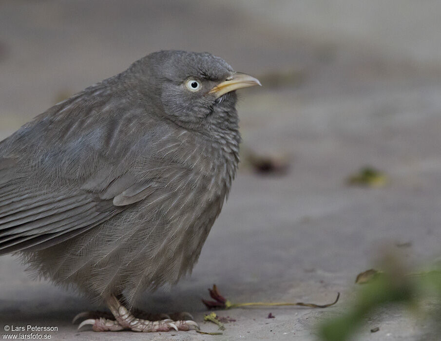 Jungle Babbler