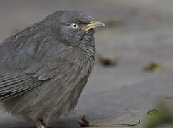 Jungle Babbler