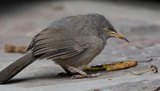 Jungle Babbler