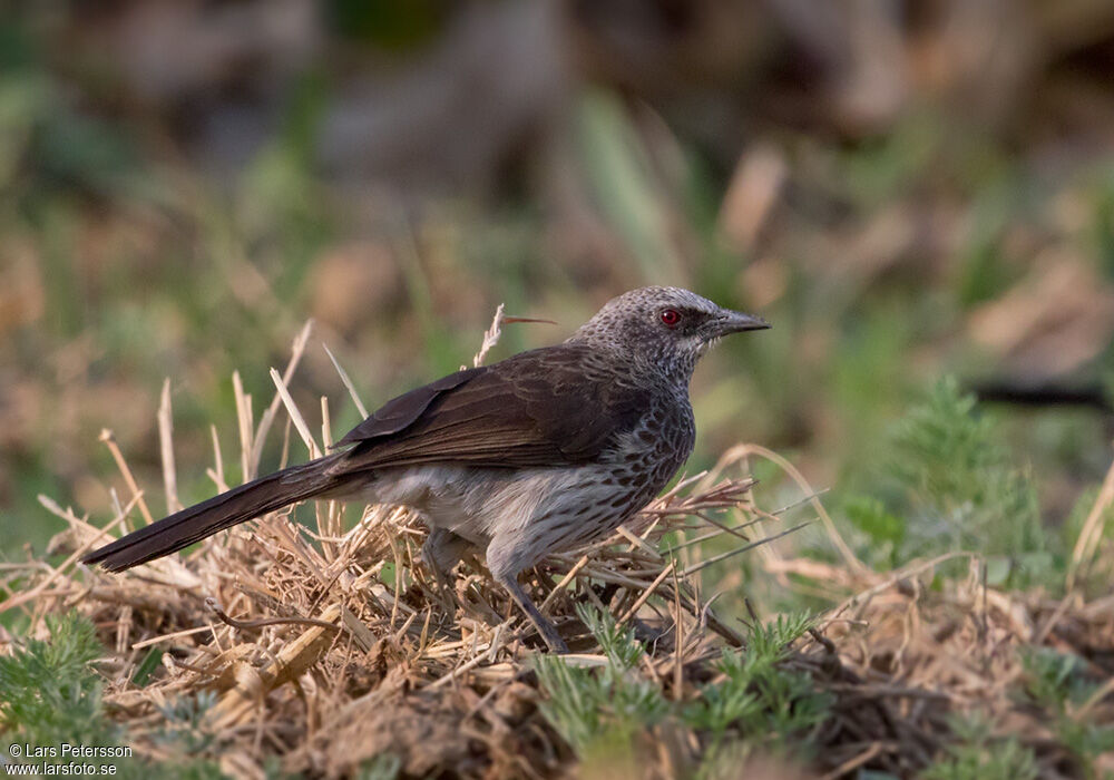 Hartlaub's Babbler