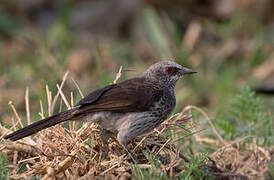 Hartlaub's Babbler