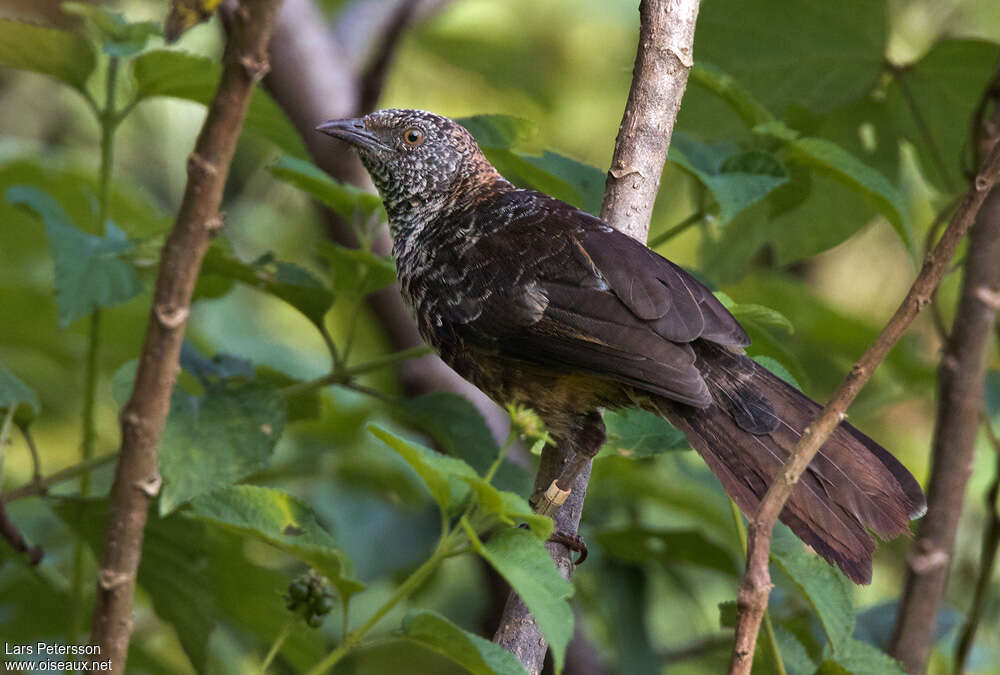 Hinde's Babblerimmature, moulting, pigmentation