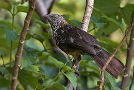 Hinde's Babbler