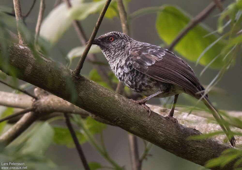 Hinde's Babbleradult, identification