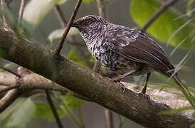 Hinde's Babbler