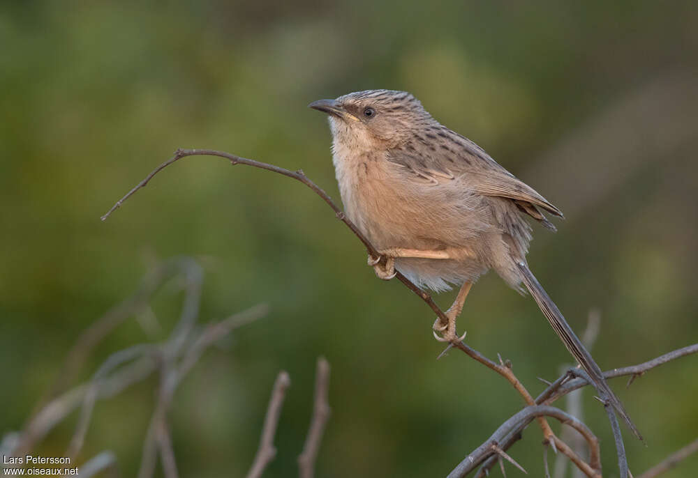 Common Babblerimmature