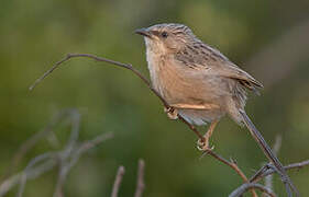 Common Babbler