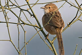 Common Babbler