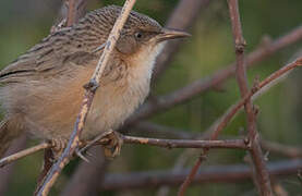 Common Babbler