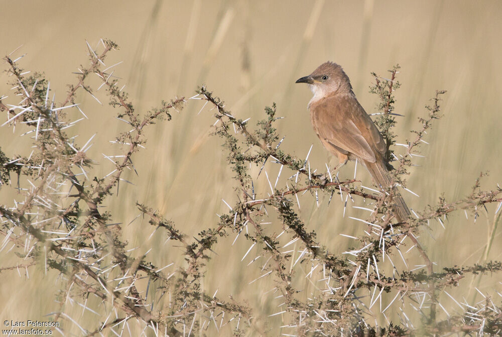 Fulvous Babbler