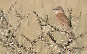 Fulvous Babbler