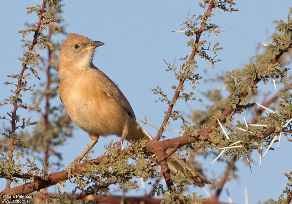 Fulvous Babbler