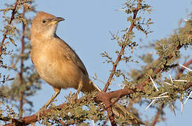 Fulvous Babbler