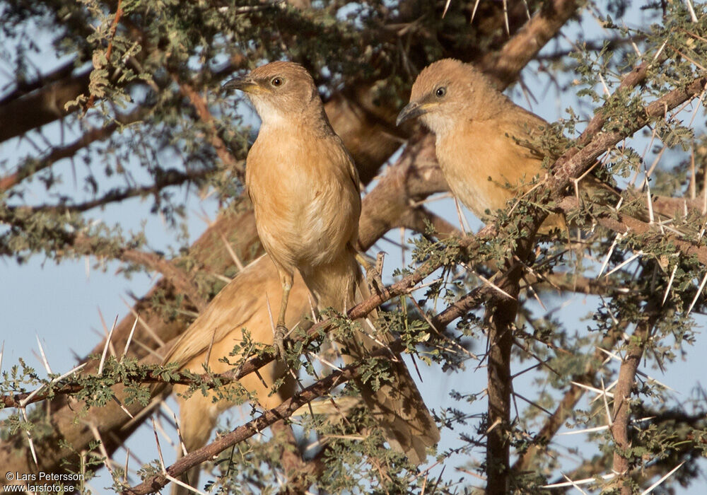 Fulvous Babbler