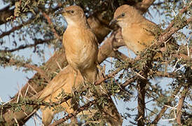 Fulvous Babbler