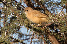 Fulvous Babbler