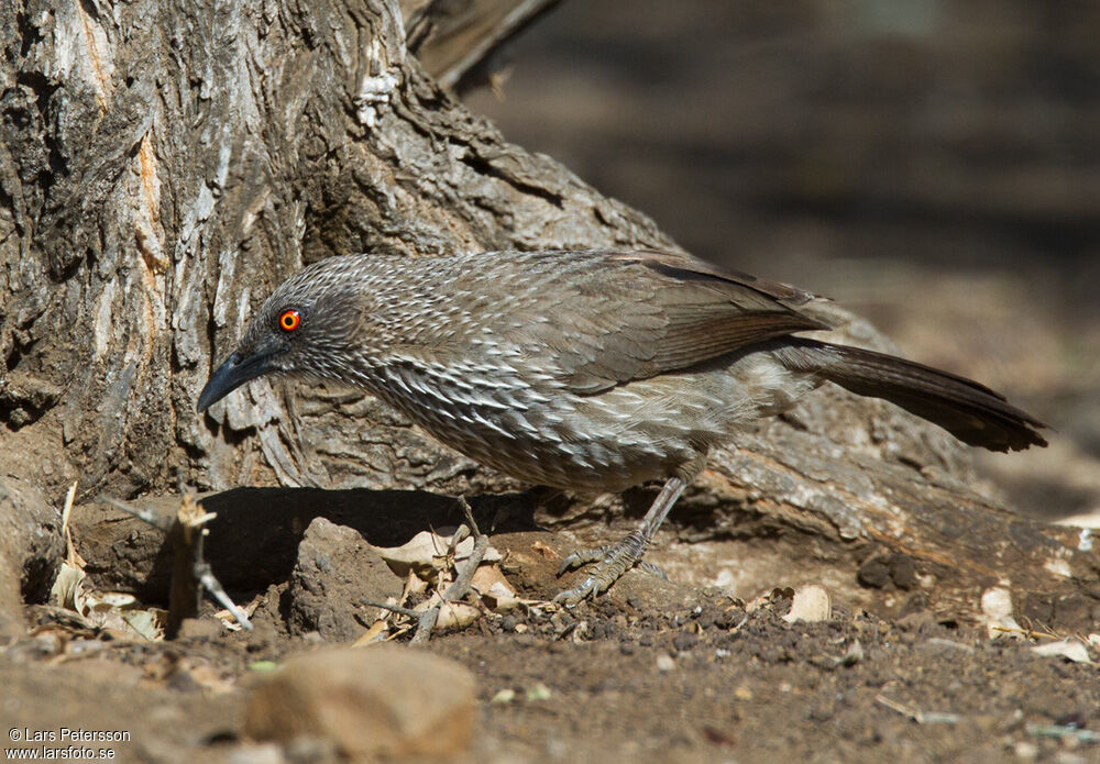 Arrow-marked Babbler