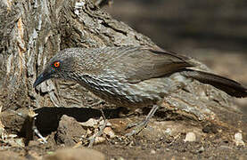 Arrow-marked Babbler